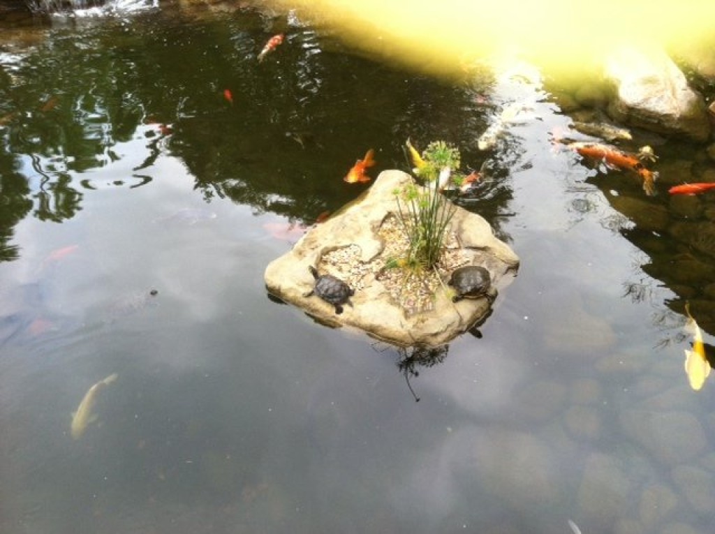Floating Rocks | Garden & Pond Products | Universal Rocks