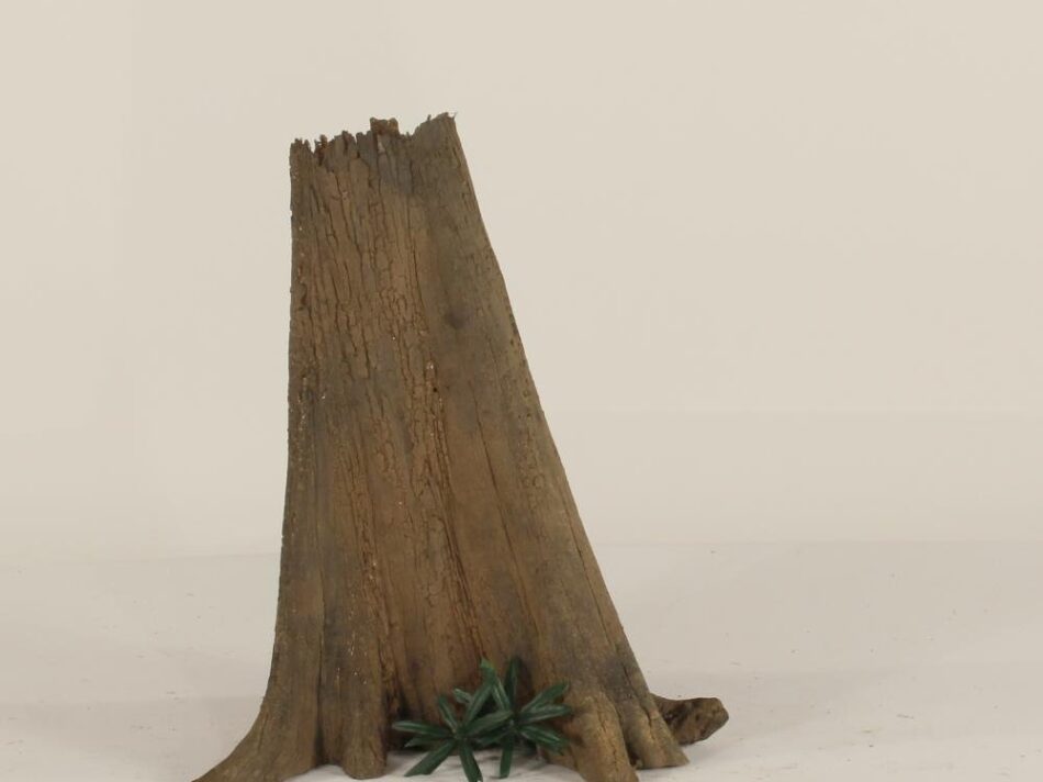 Cypress Stump - 003