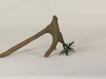 Mangrove Root - 001