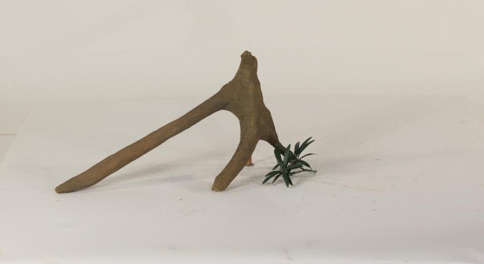 Mangrove Root - 001