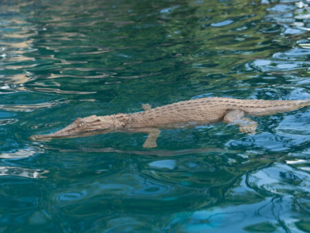 Floating Crocodile