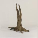 Tree Stump 003