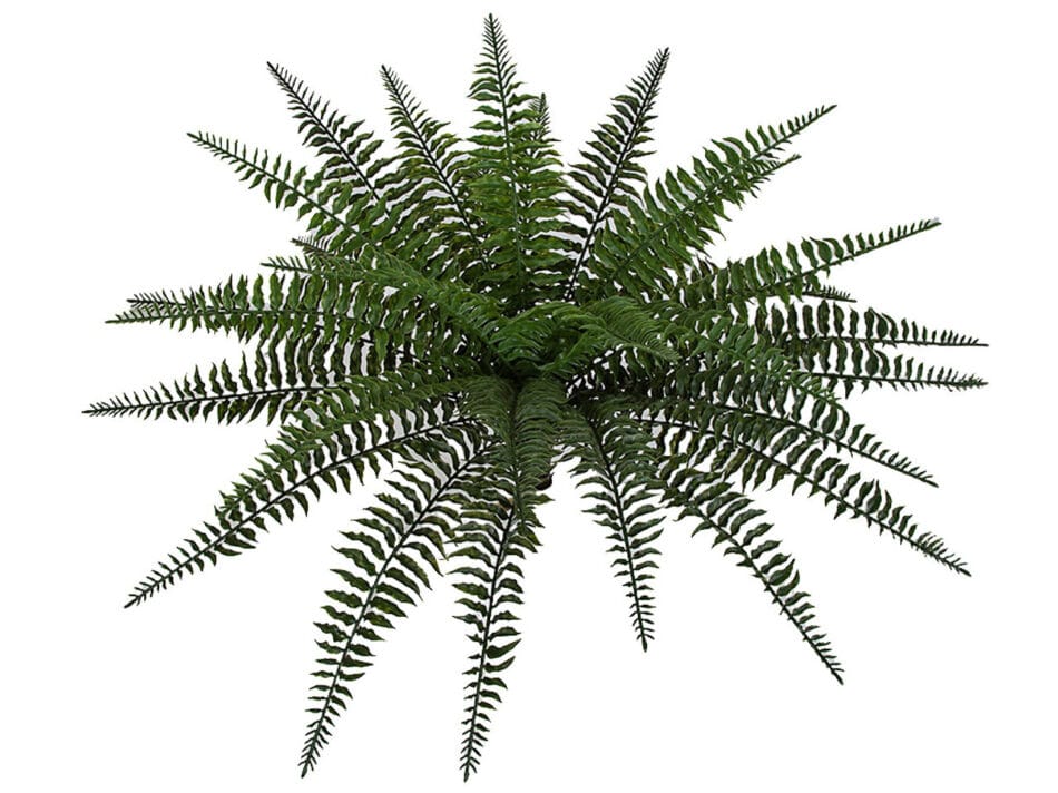 23-inch-outdoor-boston-fern