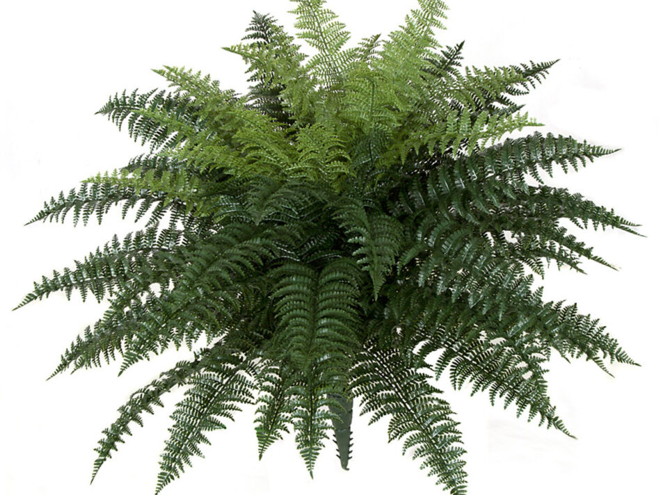 a-164305-95960-26-inch-outdoor-ruffle-fern