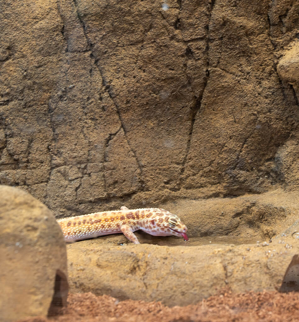 Gecko Background with gecko drinking