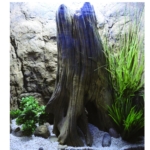 TREE STUMP - 004