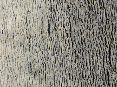 PECAN TREE BARK (PANEL)