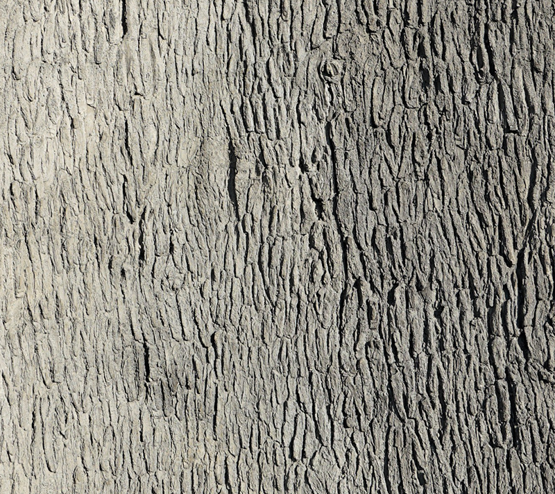 PECAN TREE BARK (PANEL)