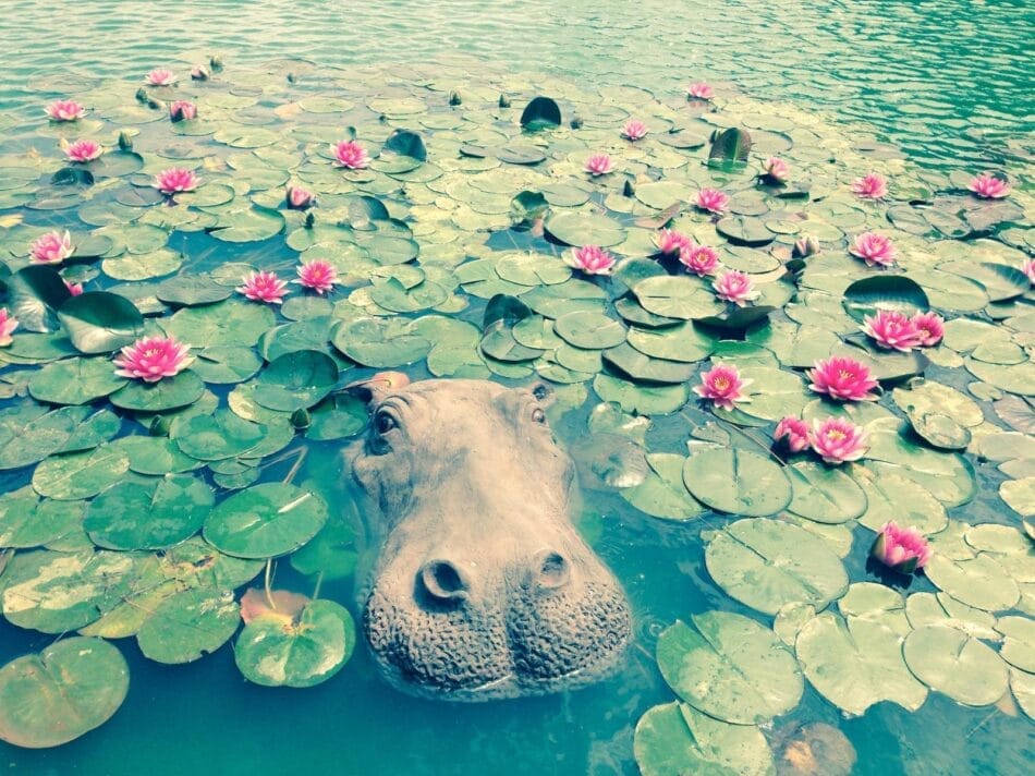 FLOATING - HIPPO HEAD LARGE