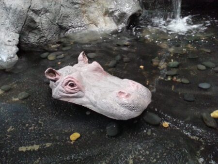 FLOATING - HIPPO HEAD SMALL